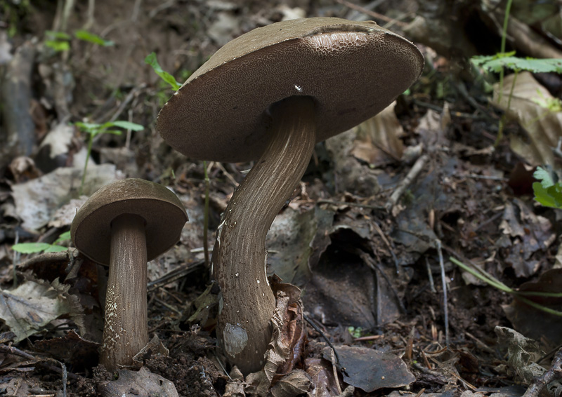 Porphyrellus porphyrosporus